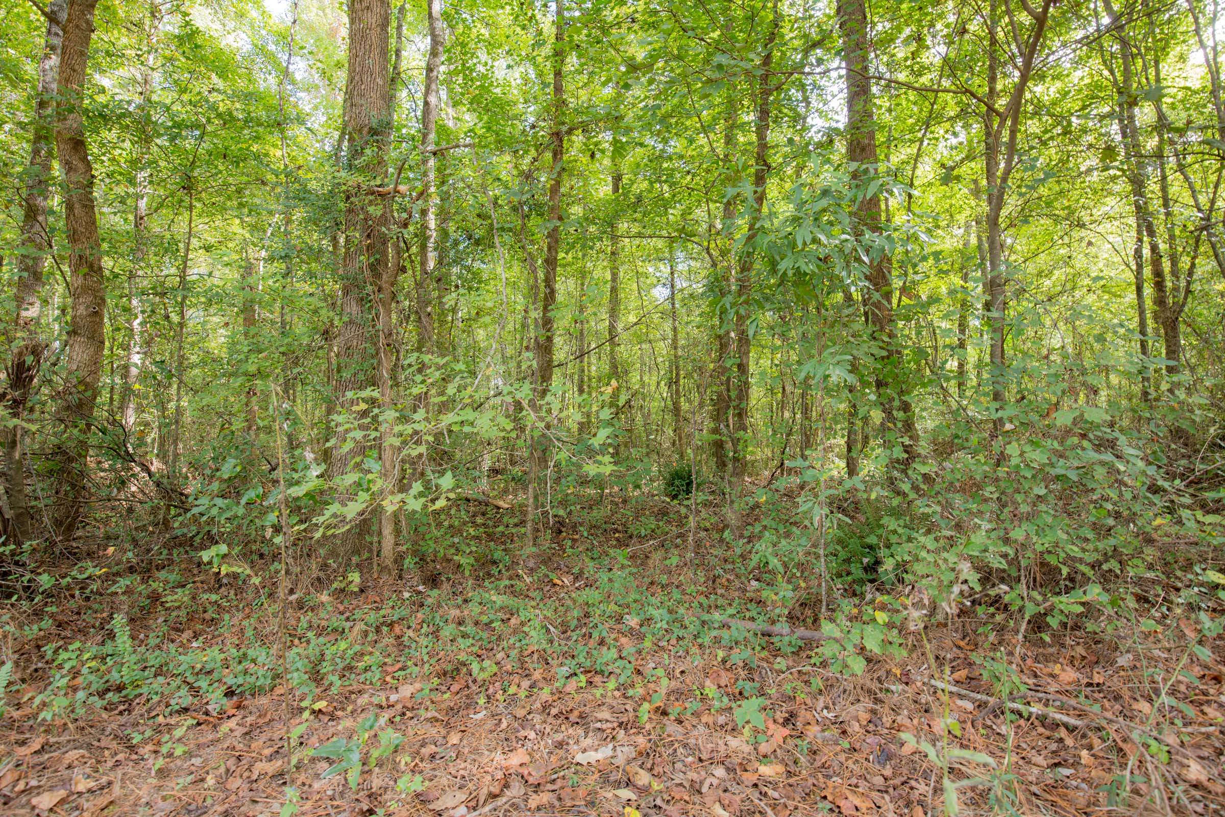 Tract 13 at Sky Ranch in Attala County, Mississippi