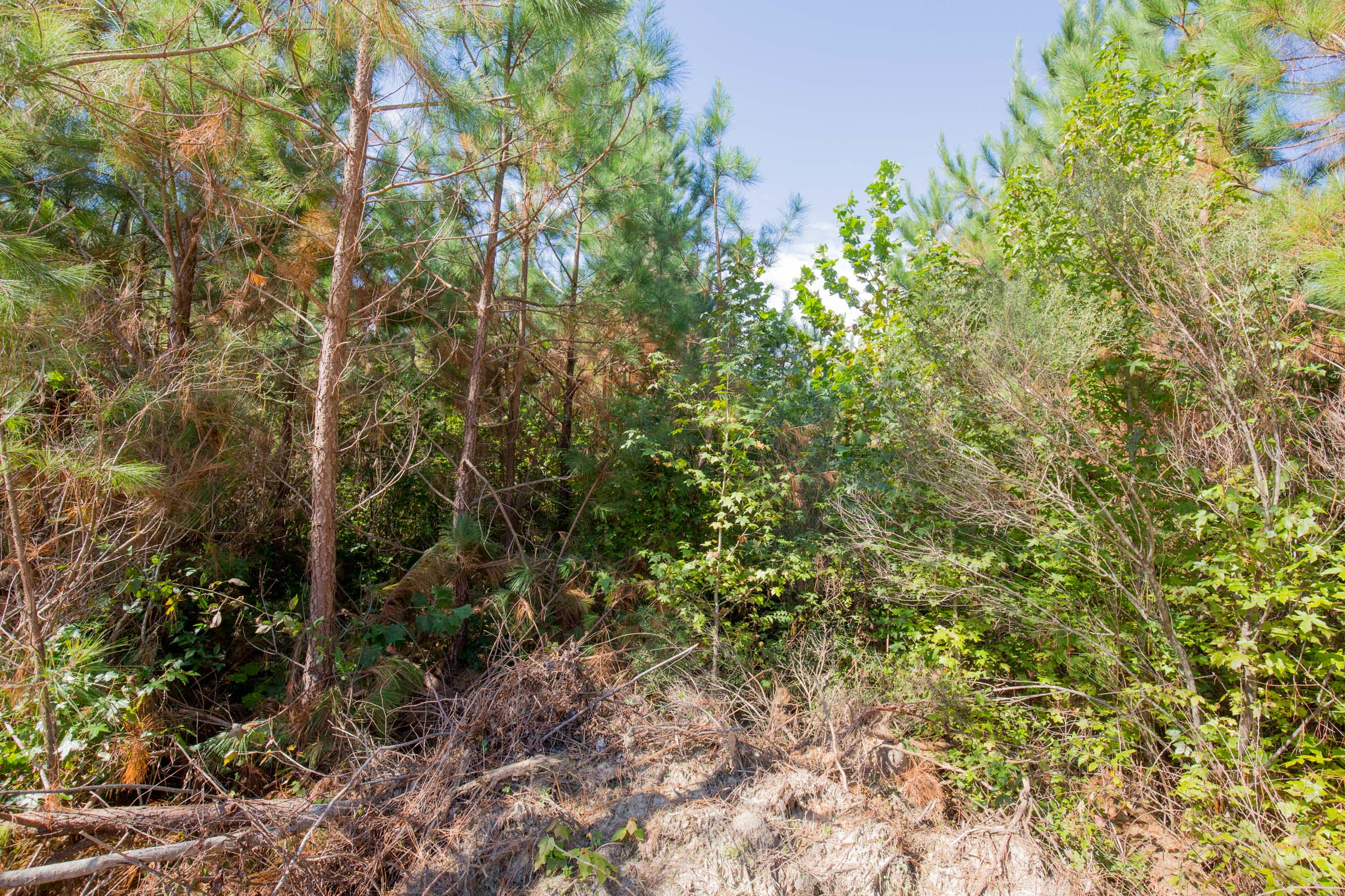 Tract 14 at Sky Ranch in Attala County, Mississippi